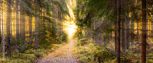 Way through the woods to th...
