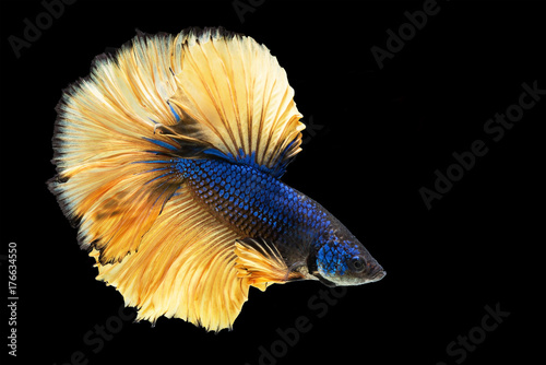 Capture the moving moment of white siamese fighting fish isolated on black background,beauty, Betta fish. © tonjung