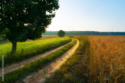Sun rises over field of wheat. Sunny day. Masuria  Poland.