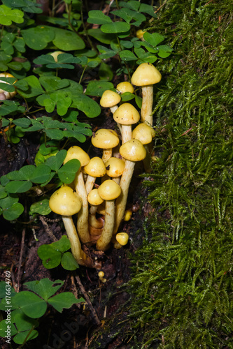Sulphur Tuft, Hypholoma fasciculare, cluster growing on old wood in moss macro, selective focus, shallow DOF