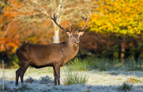 Red stag deer standing in frosty autumn morning Landscape