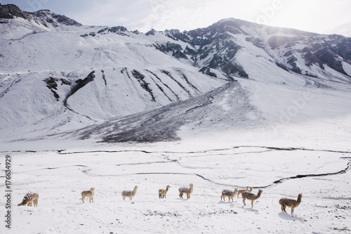 Alpakas in the Snow photo