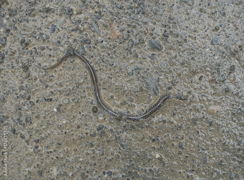 Dead Garter Snake Half Buried in a Road
