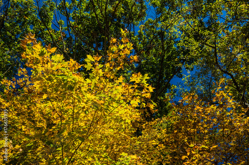 Yellow Leaves, Stockbridge, M