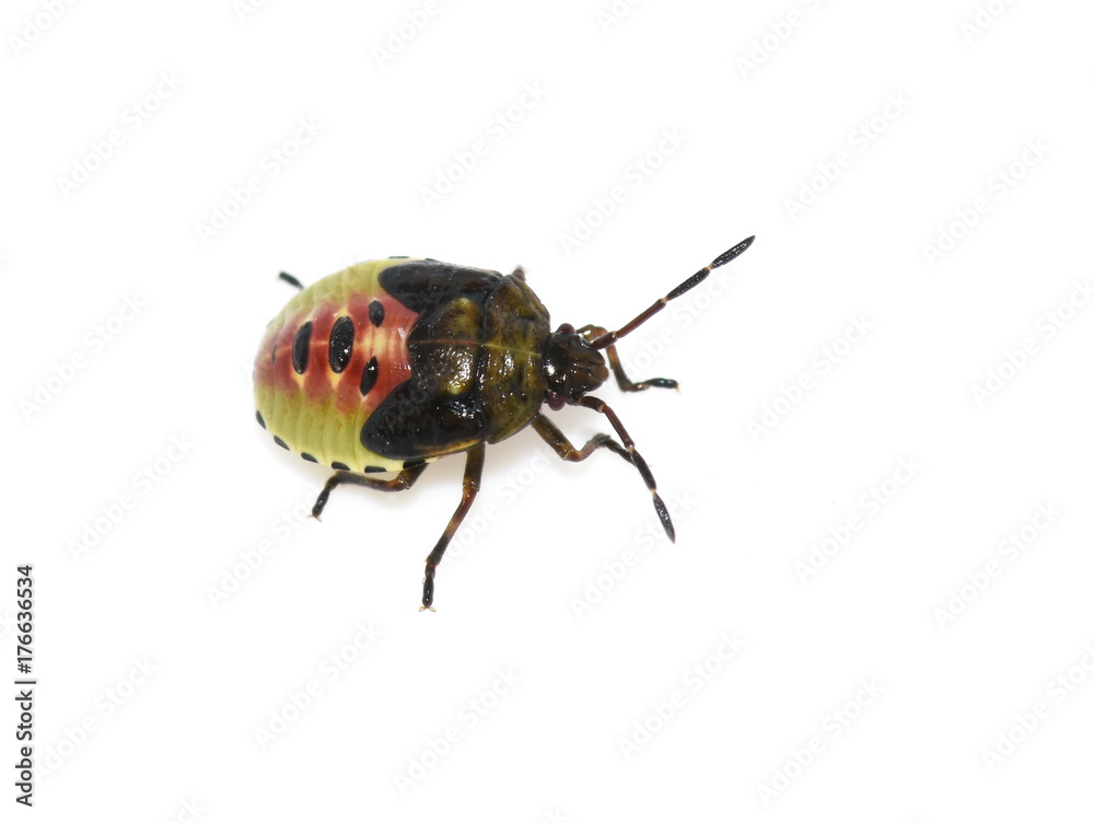 Birch shieldbug Elasmostethus interstinctus nymph Birch shieldbug Elasmostethus interstinctus nymph