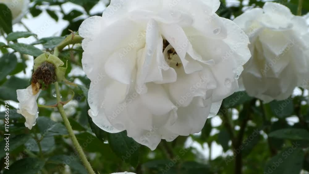 秋バラ 雨 秋バラ 雨