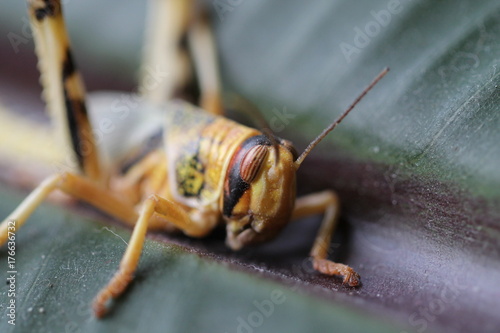 Canvastavla desert locust