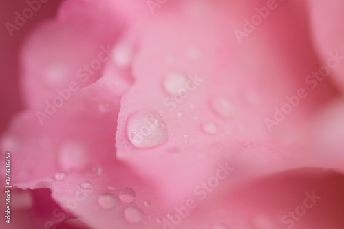 Macro details of Pink Rose petals with water droplets in horizontal frame