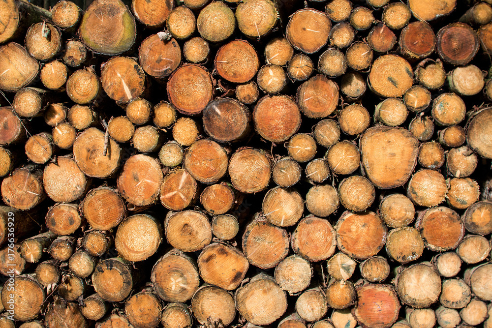 Gefällte Holzstämme zur Holzverarbeitung zur Abholung bereit Gefällte Holzstämme zur Holzverarbeitung zur Abholung bereit