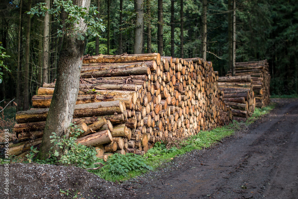 Gefällte Holzstämme zur Holzverarbeitung zur Abholung bereit