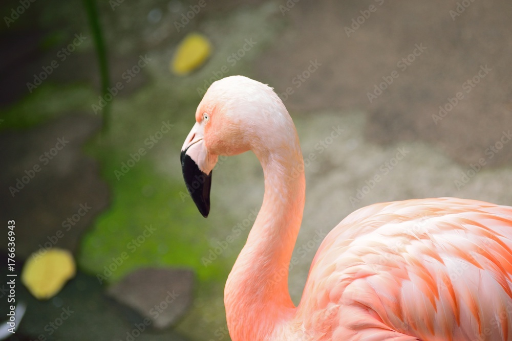 Fototapeta premium Zbliżenie ptaka Flamingo w stawie w ramce poziomej