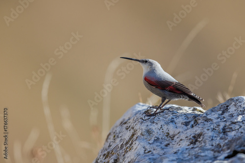 Tichodroma muraria - Wallcreeper - Picchio muraiolo