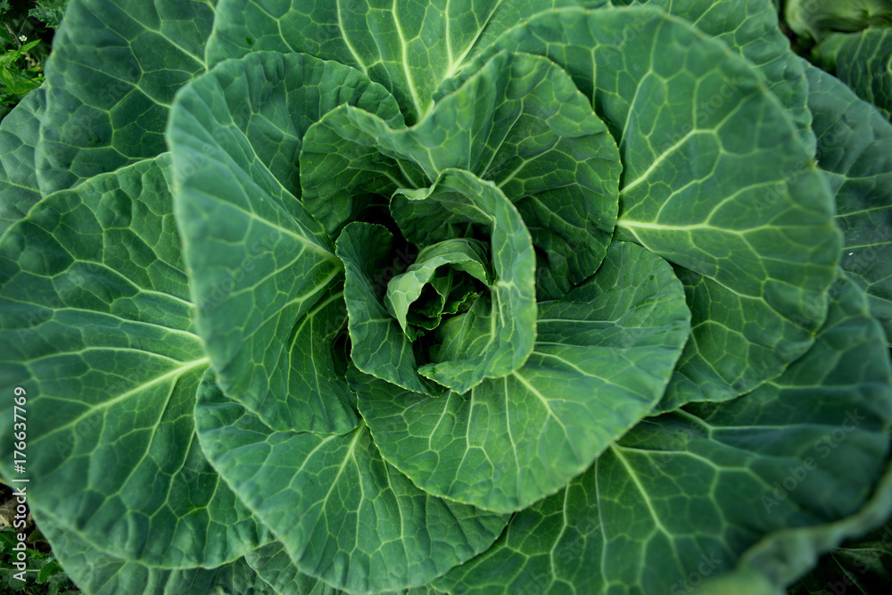 fresh cabbage
