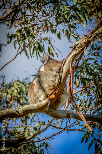 Wild Koala with Open Eyes in Eucalyptus Tree As Seen From Great Ocean Road in Melbourne, Australia