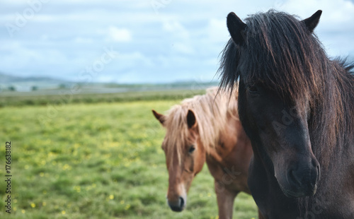 Fototapeta Naklejka Na Ścianę i Meble -  Travel to Iceland. horse on a green field background