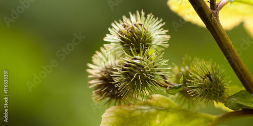 inflorescence burdock with funny and unusual seeds