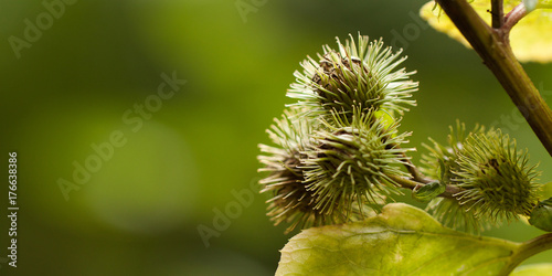 inflorescence burdock with funny and unusual seeds