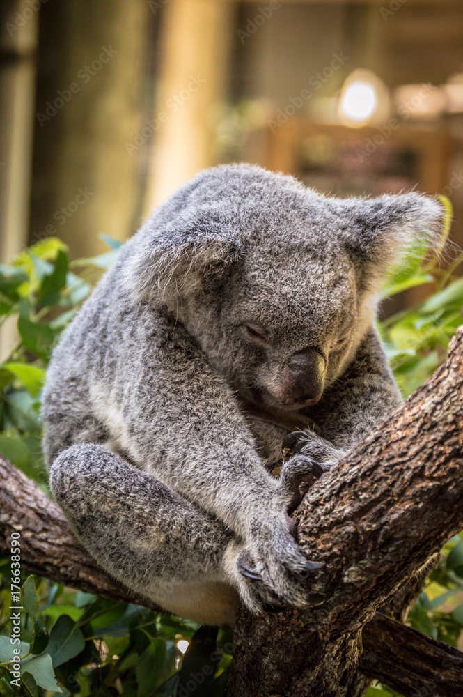 Sleeping Domestic Koala at Wildlife Sanctuary in Cairnes, Australia