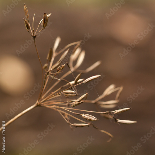 seeds of an umbelliferous dry plant on an autumn brown abstract background