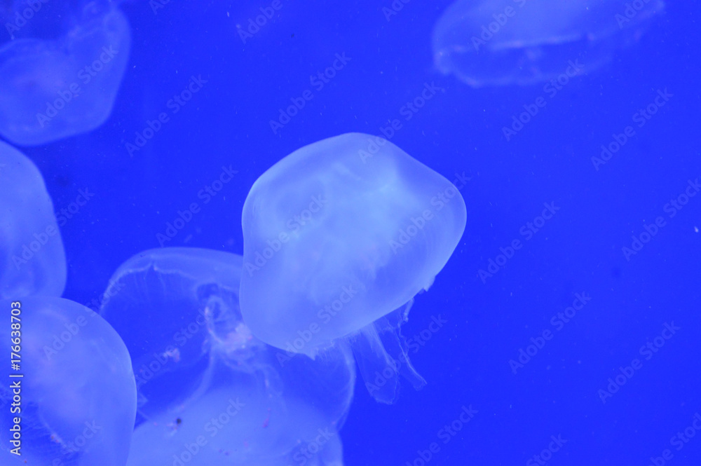 Jellyfish Jellyfish