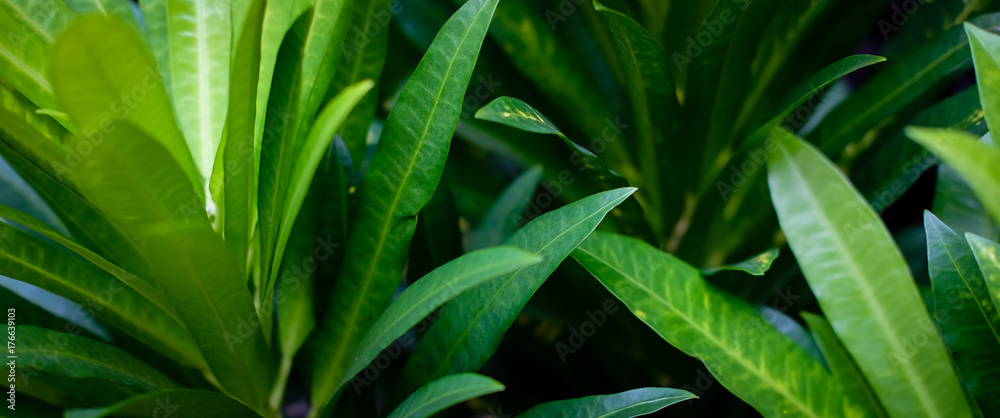 Fototapeta premium tropical leaves