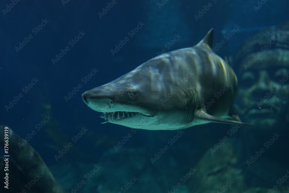 Naklejka premium Sand Tiger Shark swimming in the tank of the aquarium. It has many sharp teeth to the creeps.