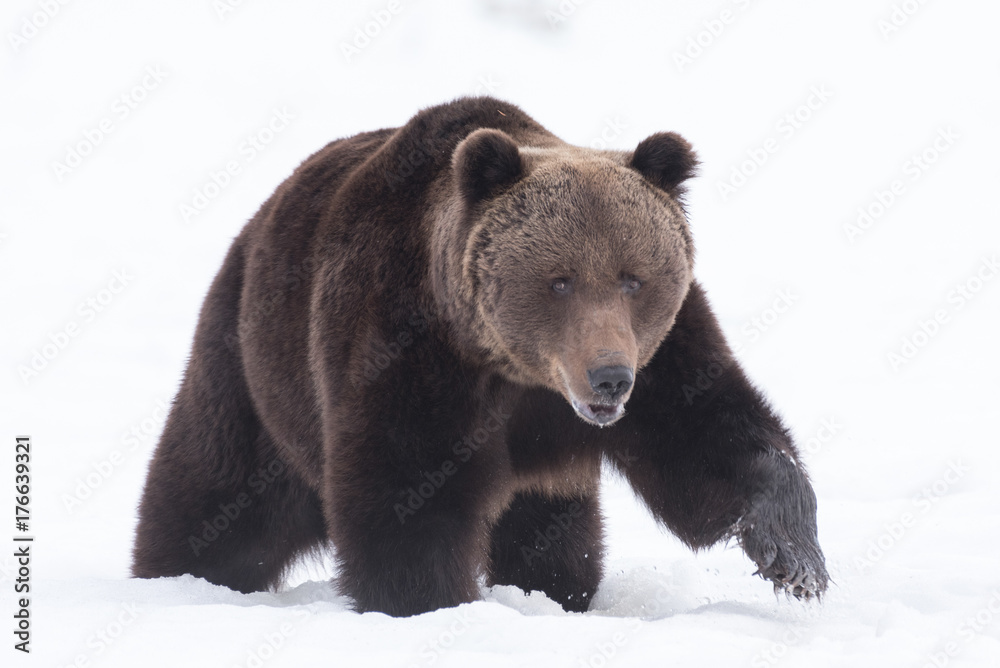 Fototapeta premium European Brown Bear in snow