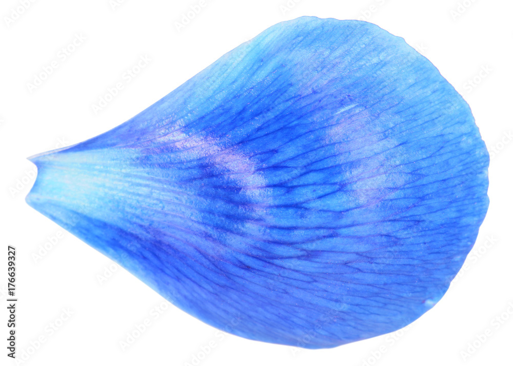 Naklejka premium Blue petal close-up isolated on white background