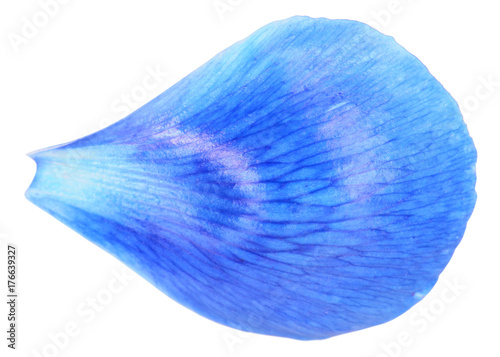 Blue petal close-up isolated on white background photo