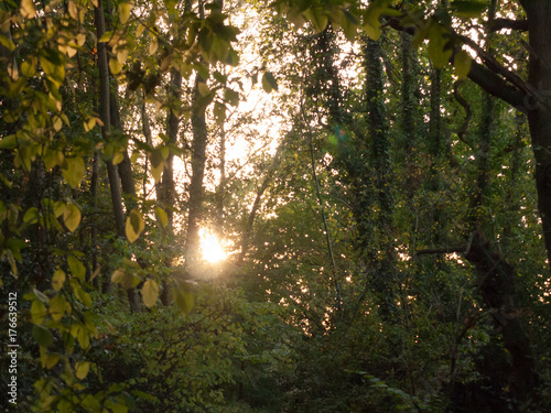 light setting shining through trees blur nature leaves autumn