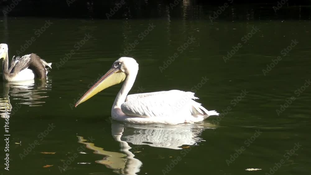 Rosapelikan (Pelecanus onocrotalus) Rosapelikan (Pelecanus onocrotalus)