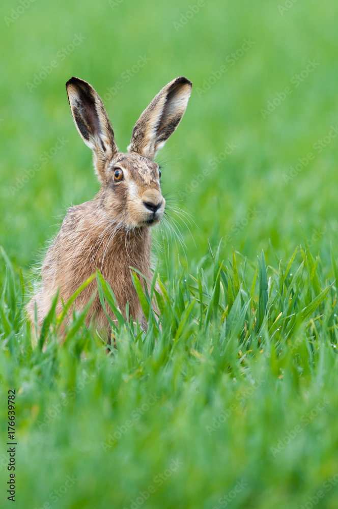 Fototapeta premium Brown hare (Lepus europaeus) sitting in field