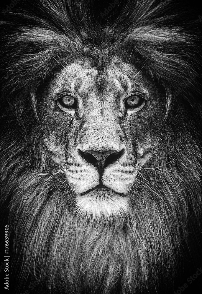 Portrait of a Beautiful lion, lion in dark - obrazy, fototapety, plakaty 