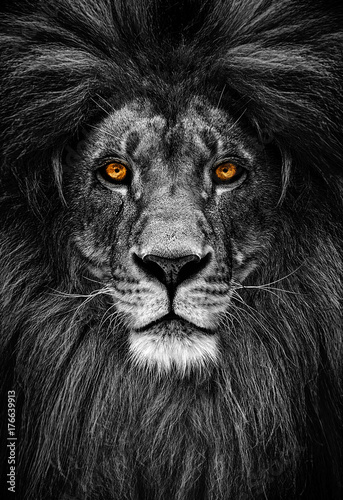 Portrait of a Beautiful lion, lion in dark © Baranov