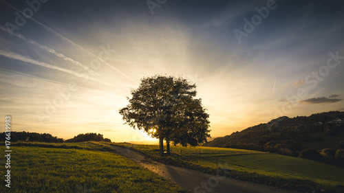 Foto Single tree against blue sky at sunset in germany