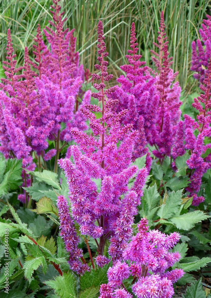 Obraz premium Bunch of Blooming Bright Color Astilbe Purple Lance Flowers with Green Leaves 