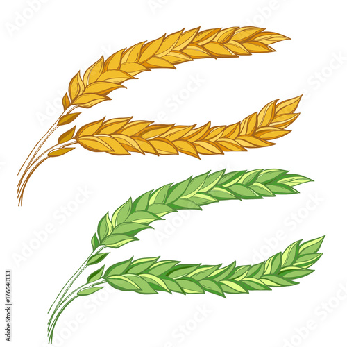 A drawn vector set of ripe and green wheat ears. Elegant and concise clipart on cereals Agriculture, organic food, farming, field, stalk, ear, harvest.