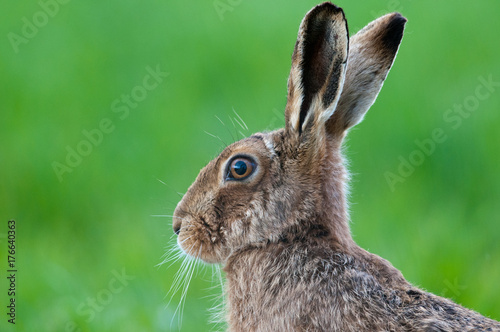 Brown hare (Lepus europaeus) © Derek