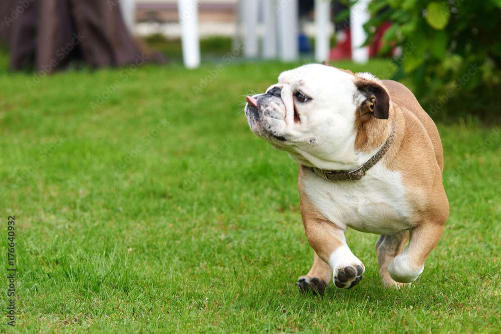 English bulldog running to the camera outdoor.