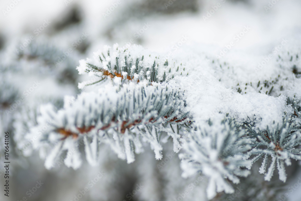 Spruce branches in the snow Spruce branches in the snow