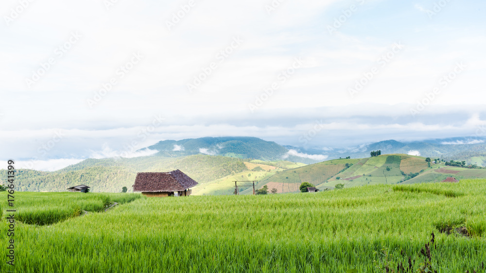 Rice fields on terraced