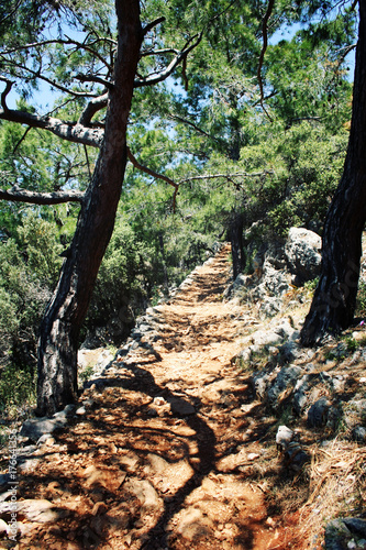 Trekking in Turkey. Lycian Way Walking. Path to the Cape Gelidonya. Pine-trees. Aged photo. Walkway through the pine forest. Forest photo. Summertime in Antalya Province, Turkey.