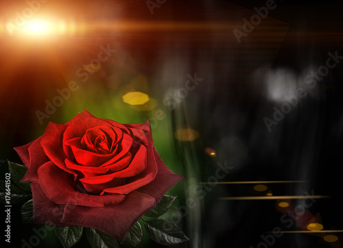 Red rose on festive abstract bokeh Holiday bokeh. Abstract background