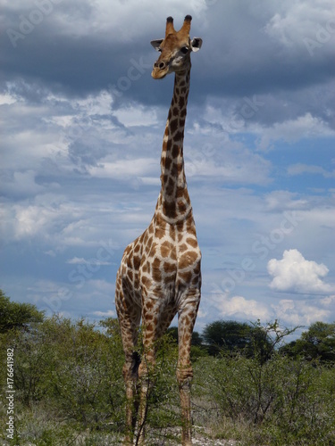 giraffe from Namibia  Africa