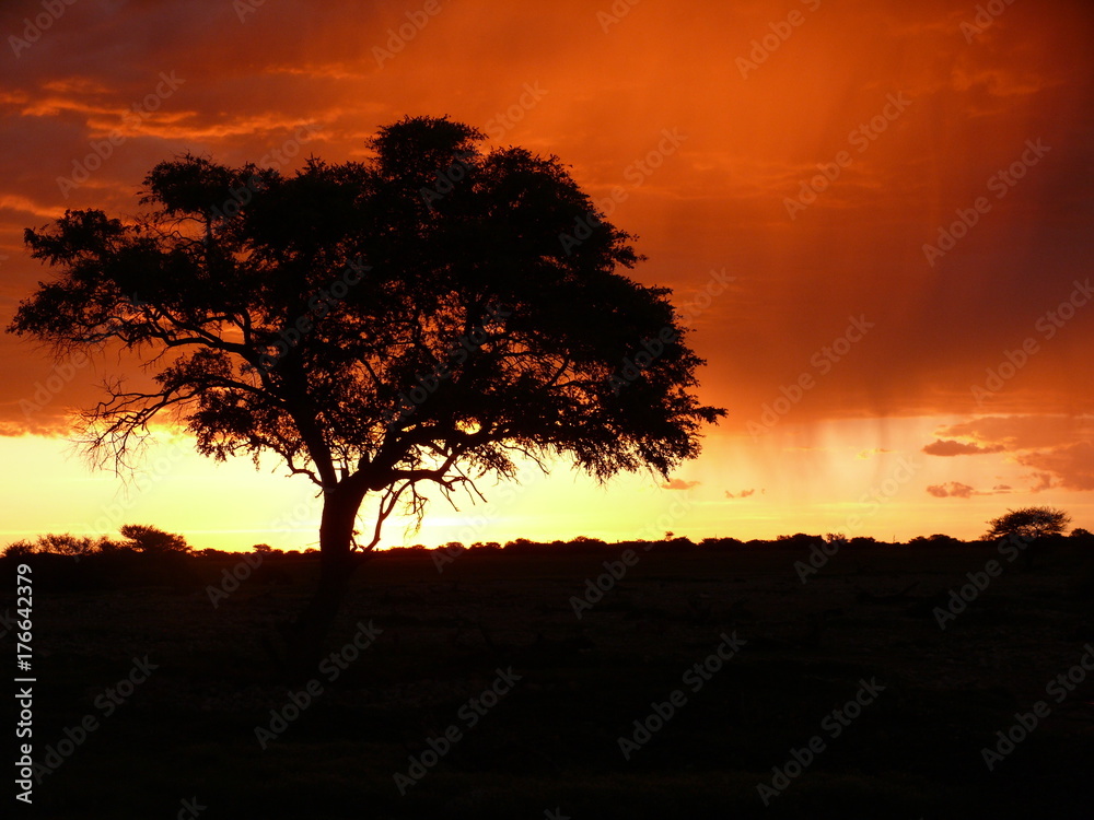 Tree in the Etosha pan during sunset in Namibia, Africa