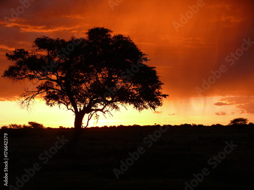 Tree in the Etosha pan during sunset in Namibia, Africa