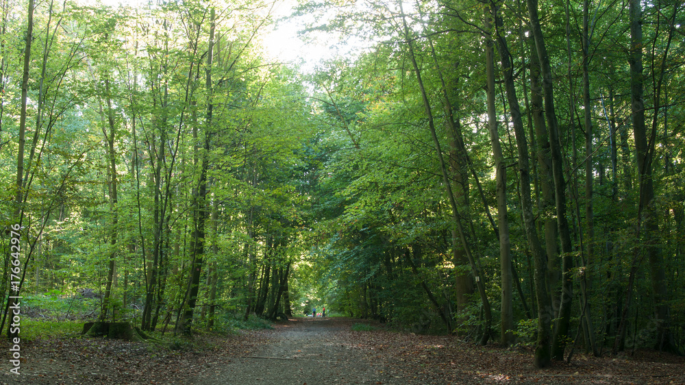 Obraz premium magnifique forêt de Waldeck en Alsace