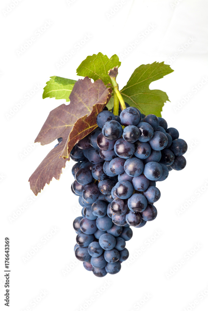 Fototapeta premium Grapes