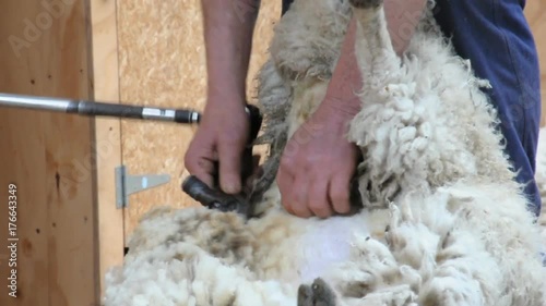 Sheering sheep in New Zealand