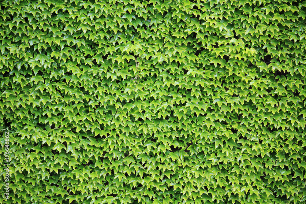 A fortress wall covered with ivy forming background A fortress wall covered with ivy forming background
